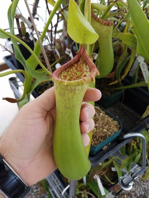 N. ventricosa x truncata