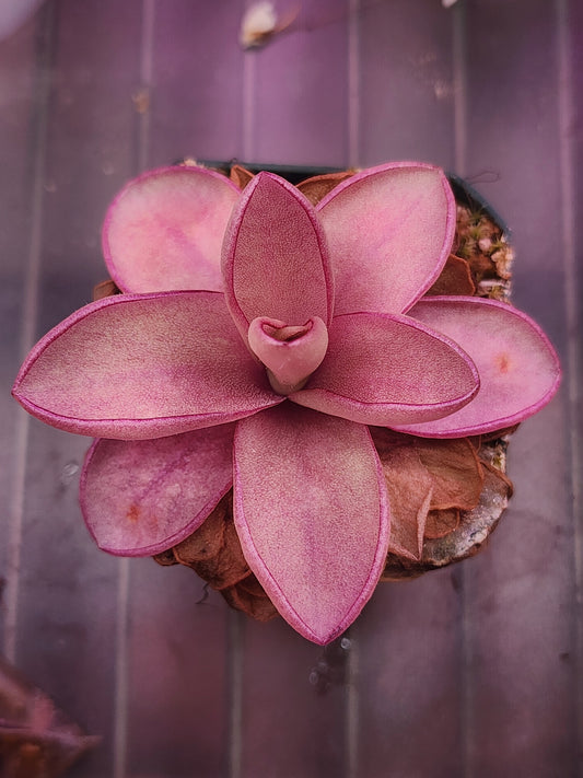 Pinguicula 'Razzberry Blonde'