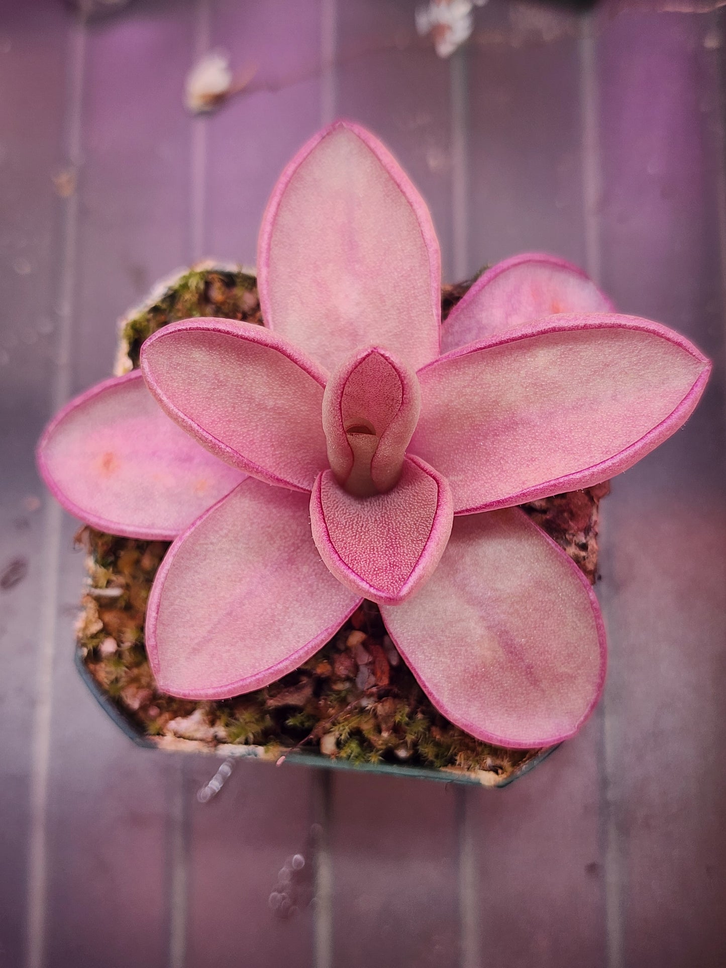 Pinguicula 'Razzberry Blonde'