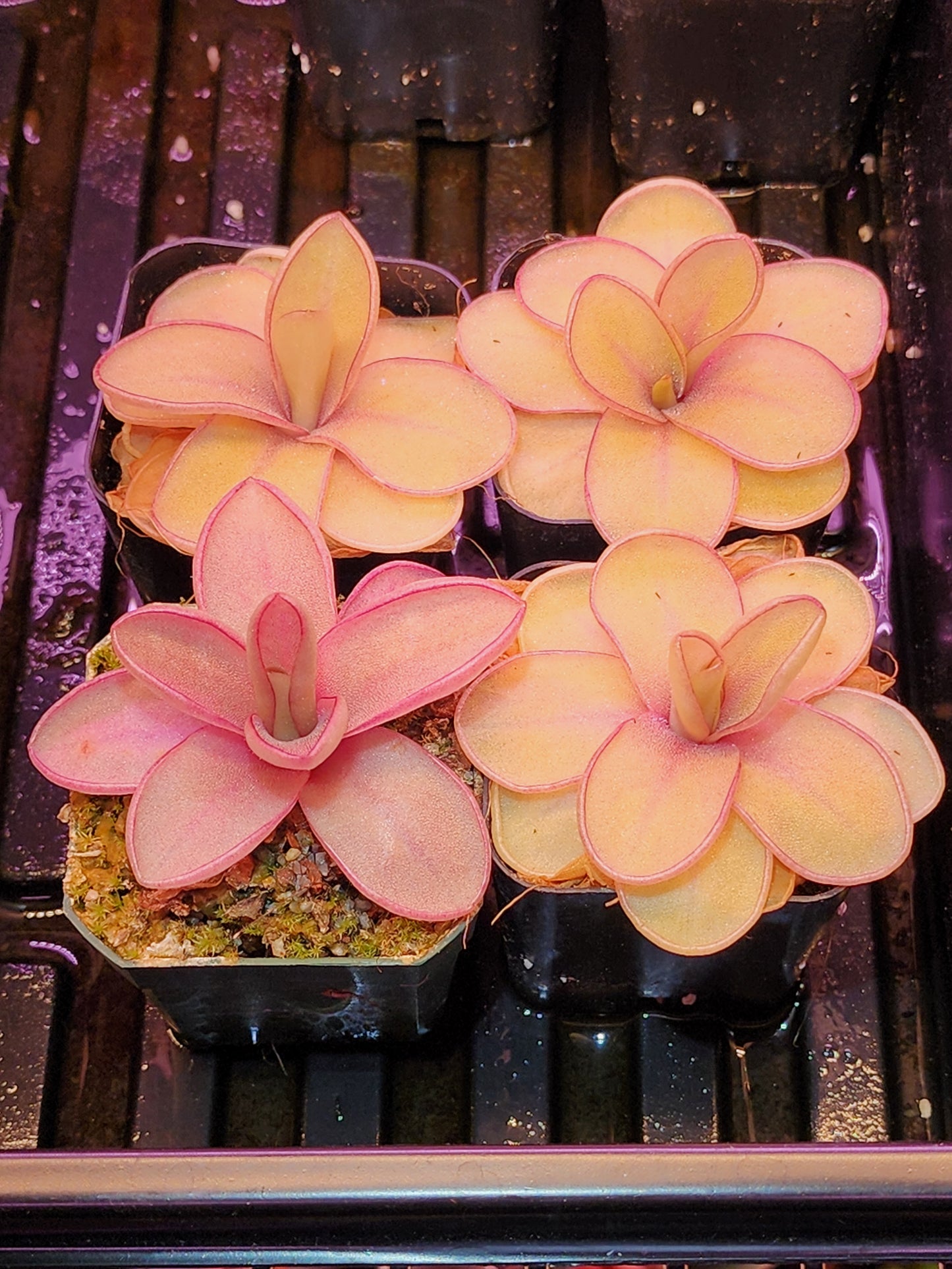 Pinguicula 'Razzberry Blonde'