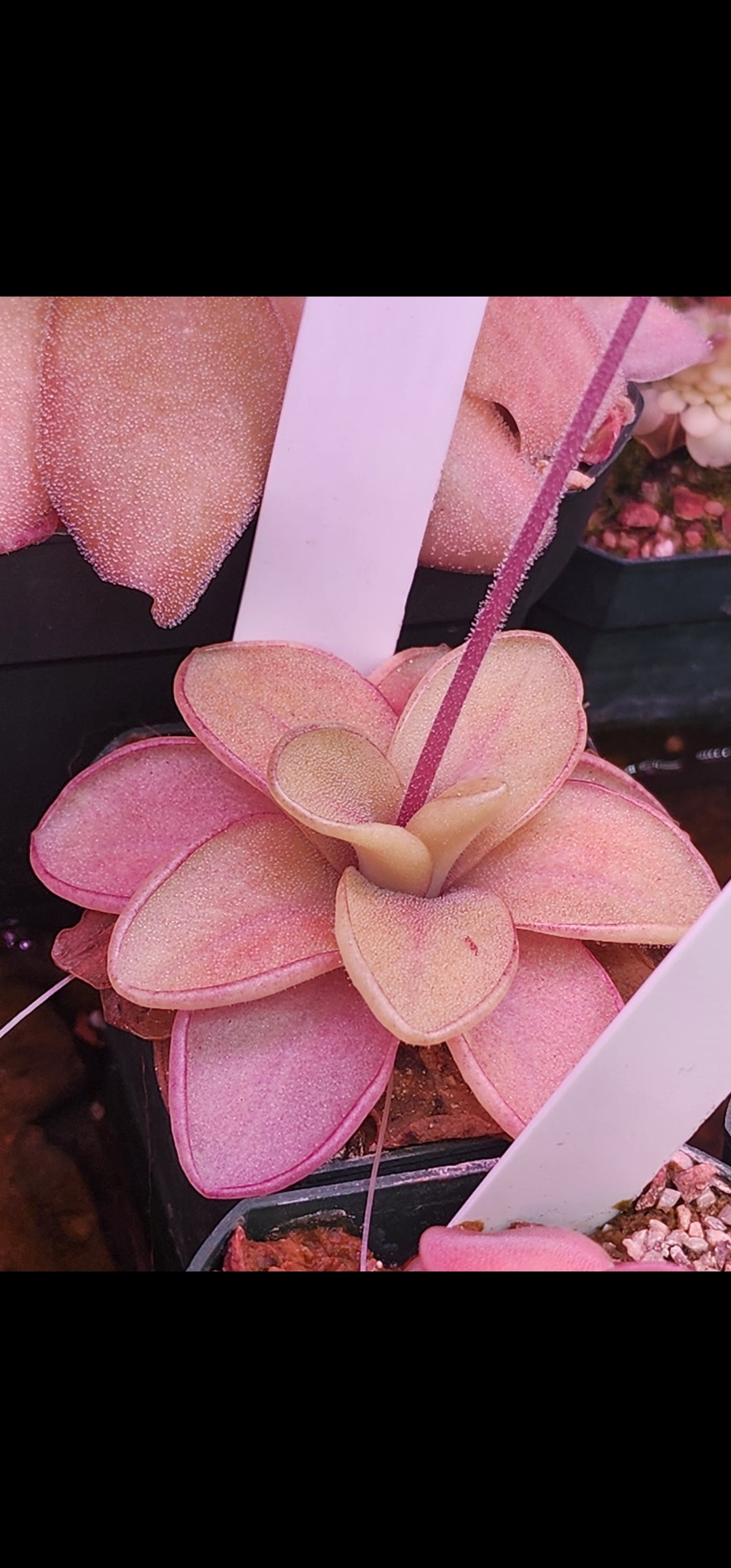 Pinguicula 'Razzberry Blonde'