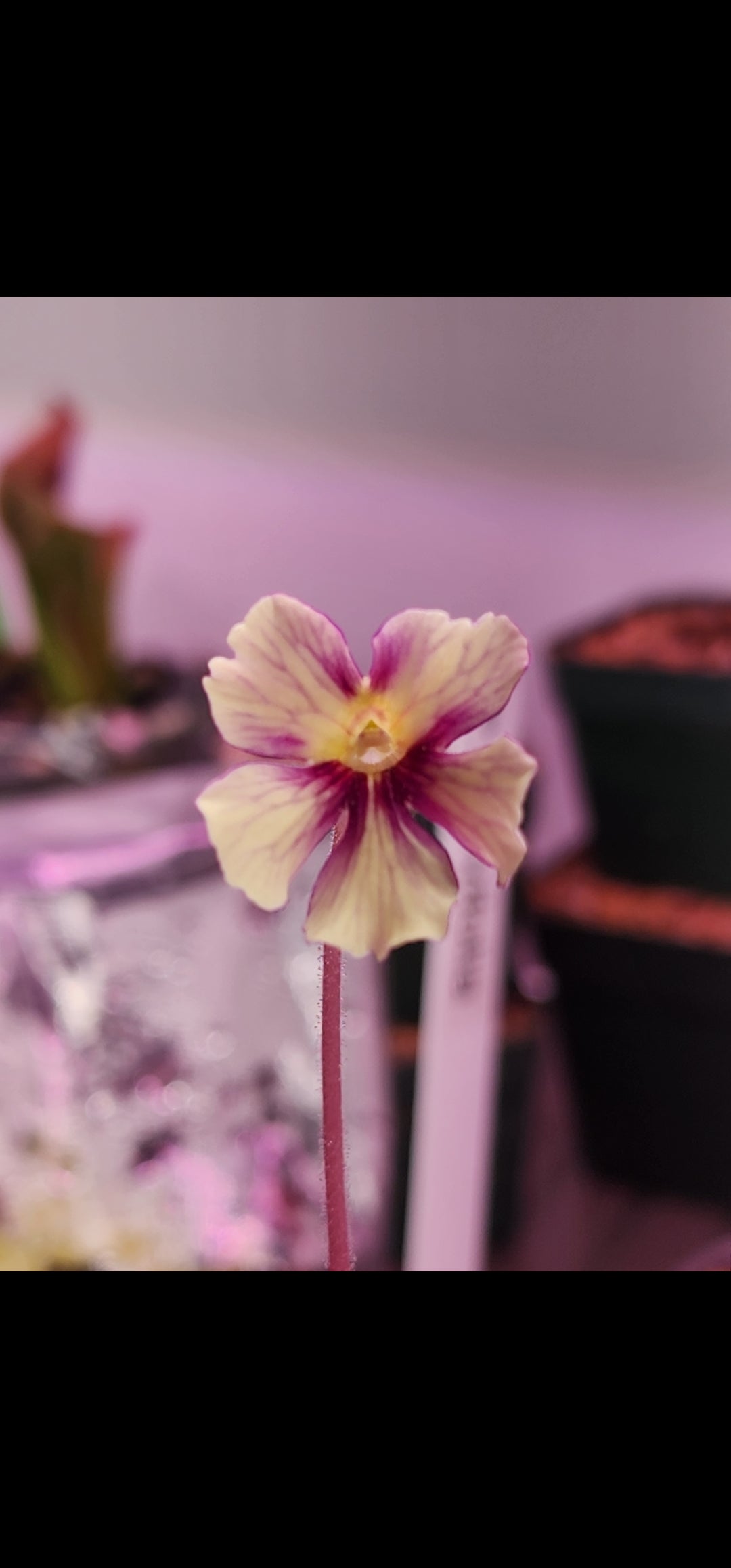 Pinguicula 'Razzberry Blonde'