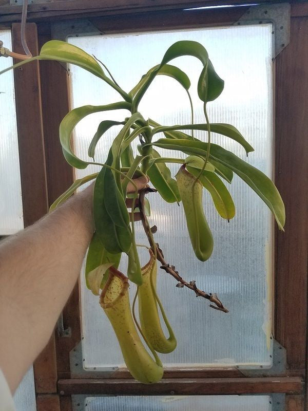 N. ventricosa x truncata